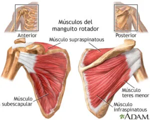 Anatomía manguito rotador